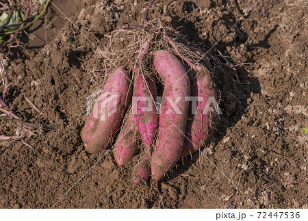 さつまいもの収穫　掘りたての薩摩芋　さつまいも畑　イメージ素材 72447536