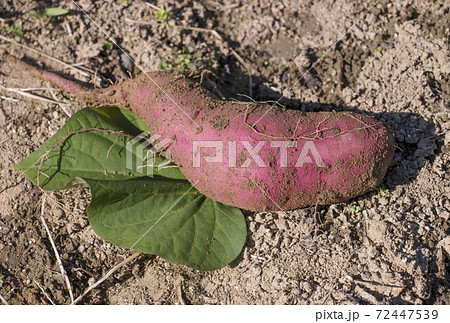 さつまいもの収穫　掘りたての薩摩芋　さつまいも畑　イメージ素材 72447539