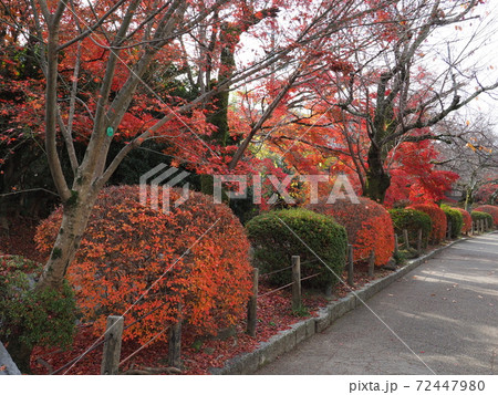 京都 哲学の道の紅葉 京都 哲学の道の紅葉 72447980