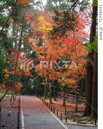 京都 法然院の紅葉 京都 法然院の紅葉 72448041