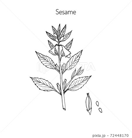 Sesame Sesamum orientale Sesame Sesamum orientale 72448170