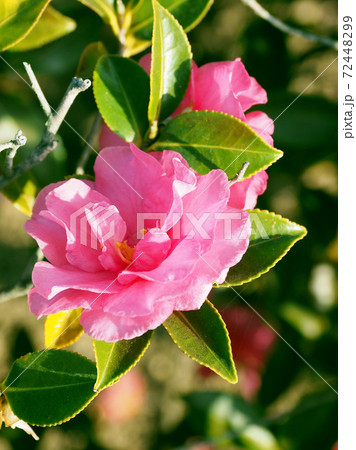 美しいサザンカ(山茶花)(自然質感) 美しいサザンカ(山茶花)(自然質感) 72448299