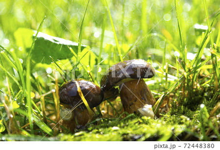 The mushrooms in Forest After the rain. The mushrooms in Forest After the rain. 72448380