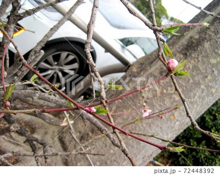 膨らみ始めた桜の花の蕾 膨らみ始めた桜の花の蕾 72448392