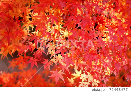 紅葉 72448477