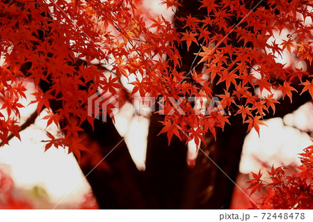 紅葉 紅葉 72448478