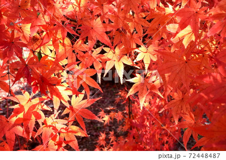 紅葉 72448487