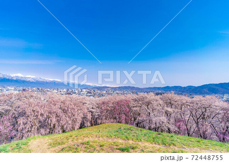 春の弘法山古墳から眺める桜と松本市内と北アルプス　【長野県】 72448755