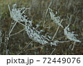 霜が降りた雪の花 72449076
