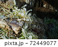 自然が作った氷のアート 72449077