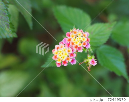 12月のコルテナの花 12月のコルテナの花 72449370