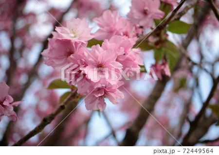 桜 72449564