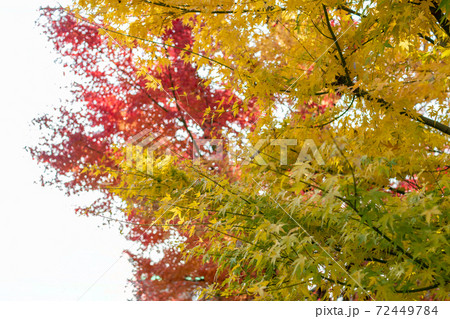 黄色と赤の綺麗なモミジのアップ画像 秋の紅葉の写真素材