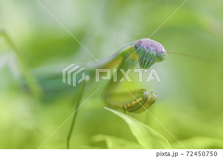 カマキリ 緑色のカマキリ 昆虫 カマキリの表情 カマキリ 緑色のカマキリ 昆虫 カマキリの表情 72450750