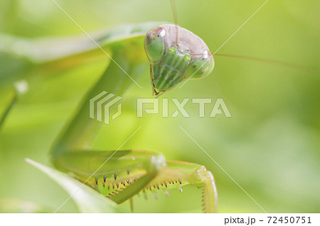 カマキリ 緑色のカマキリ 昆虫 カマキリの表情の写真素材