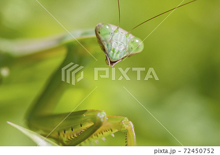 カマキリ　緑色のカマキリ　昆虫　カマキリの表情 72450752