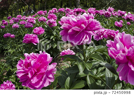 芍薬園にピンク色のシャクヤクが咲いています このシャクヤクの名前はサラ ベルナールです の写真素材