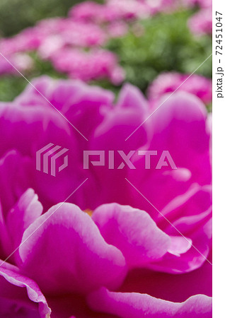 芍薬園にピンク色のシャクヤクが咲いています このシャクヤクの名前はサラ ベルナールです の写真素材