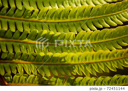 クサソテツの葉 72451144