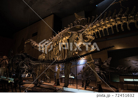 恐竜　化石 72451632