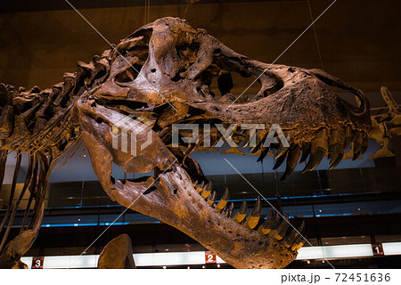 恐竜 化石の写真素材
