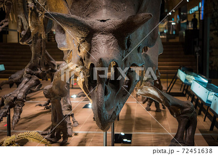 恐竜　化石 72451638