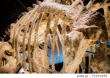 恐竜　化石 72451640