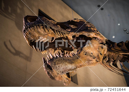 恐竜 化石の写真素材