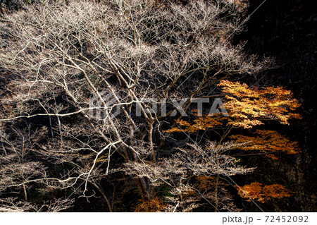 埼玉県秩父市 大血川渓谷の紅葉 埼玉県秩父市 大血川渓谷の紅葉 72452092