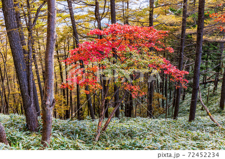 （栃木県）奥日光半月山登山道、紅葉した山並み 72452234