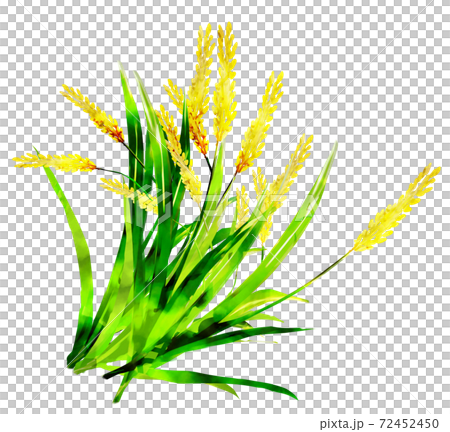 Rice_watercolor Rice_watercolor 72452450