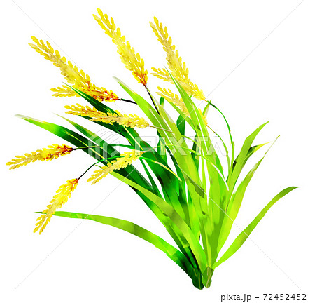 稲_水彩テクスチャー 稲_水彩テクスチャー 72452452