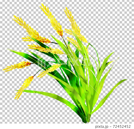 稲_水彩テクスチャー 稲_水彩テクスチャー 72452452