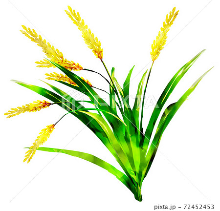 収穫された稲 水彩のイラスト素材