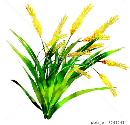 稲穂_水彩_単体 72452454