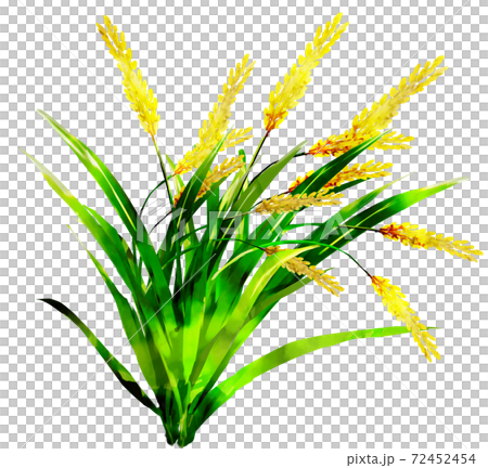稲穂_水彩_単体 72452454