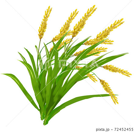 稲穂のイラスト素材