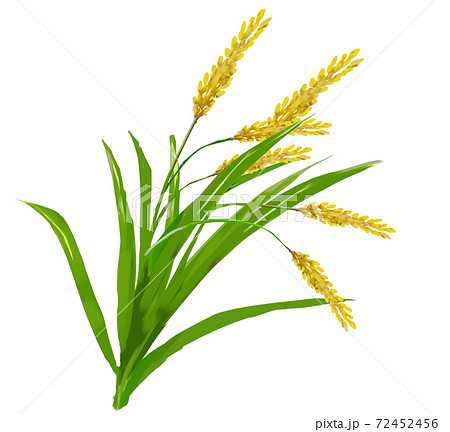 稲のイラスト素材