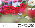 母の日のカーネーション 72452850