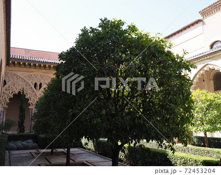 Cloisters and tree at courtyard of palace in Saragossa city in Spain Cloisters and tree at courtyard of palace in Saragossa city in Spain 72453204