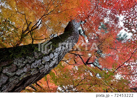 飯能市能仁寺、薄曇りの中、紅葉の鮮やかな紅葉を突き抜ける松の老木を撮る 飯能市能仁寺、薄曇りの中、紅葉の鮮やかな紅葉を突き抜ける松の老木を撮る 72453222