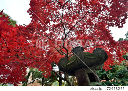 飯能市能仁寺 曇天に古い灯篭へ覆い被さる真っ赤なモミジの写真素材