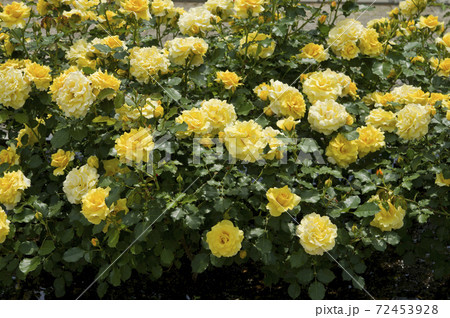 薔薇園に黄色のバラの花が咲いています。このバラの名前はゴールドバニーです。 薔薇園に黄色のバラの花が咲いています。このバラの名前はゴールドバニーです。 72453928