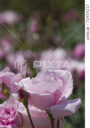 薔薇園にピンク色のバラの花が咲いています このバラの名前は桜貝です の写真素材