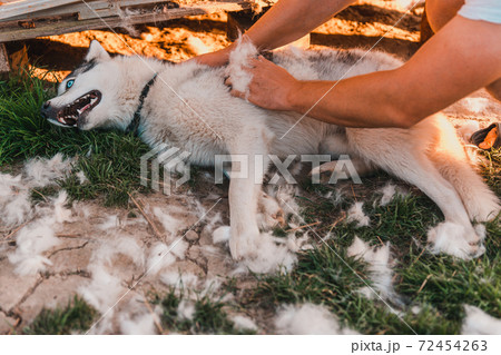 Shedding a dog, the owner of the dog helps him, takes away and combs the hair, everywhere a lot of hair from the dog. Shedding a dog, the owner of the dog helps him, takes away and combs the hair, everywhere a lot of hair from the dog. 72454263