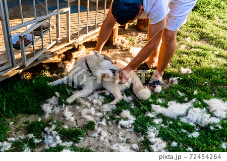 Shedding a dog, the owner of the dog helps him, takes away and combs the hair, everywhere a lot of hair from the dog. Shedding a dog, the owner of the dog helps him, takes away and combs the hair, everywhere a lot of hair from the dog. 72454264