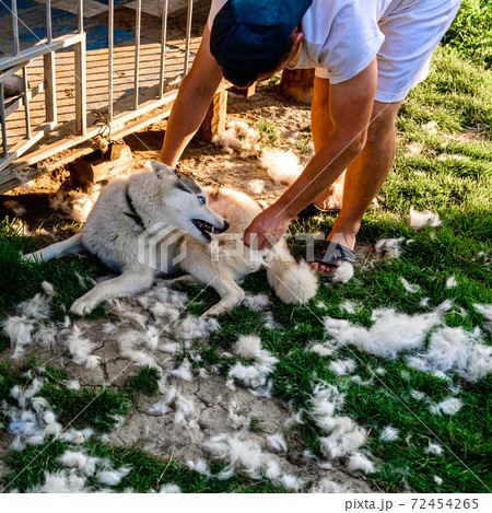 Dog care, Siberian Husky sheds, the owner of the dog combs the old fur, the work is done on the street. Dog care, Siberian Husky sheds, the owner of the dog combs the old fur, the work is done on the street. 72454265