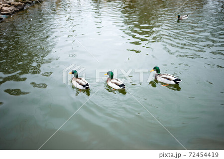 three ducks swim in a pond in the park three ducks swim in a pond in the park 72454419