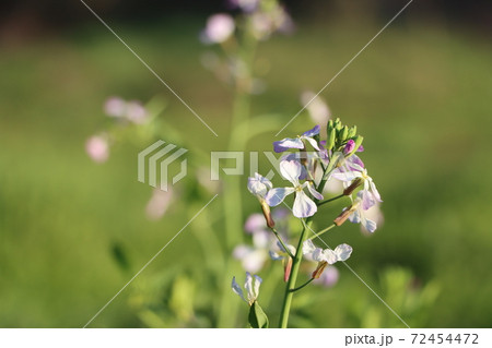 小網代の森の浜大根の花の写真素材