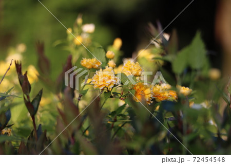 八重山吹の黄色花 八重山吹の黄色花 72454548